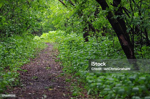 Vía De Foto de stock y más banco de imágenes de Bosque - Bosque, Camino, Flora