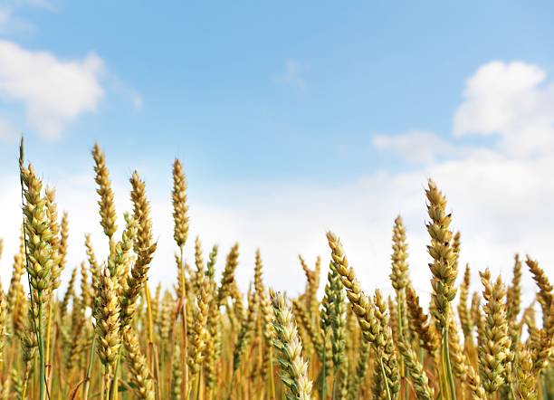 낟알 필드 접사를 흐린날 스카이 블루 - wheat whole wheat close up corn on the cob 뉴스 사진 이미지