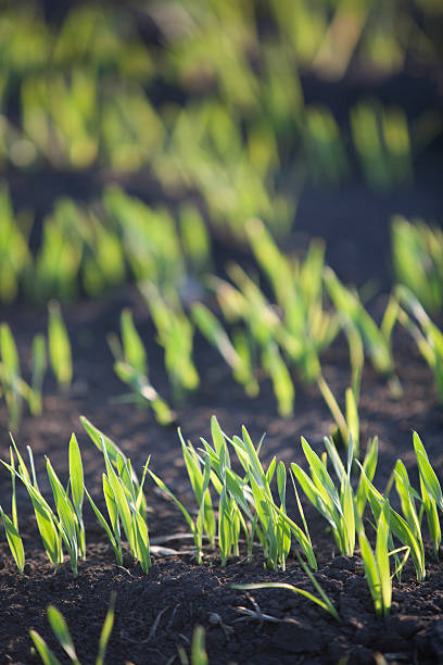 primavera de cevada - barley grass seedling green - fotografias e filmes do acervo