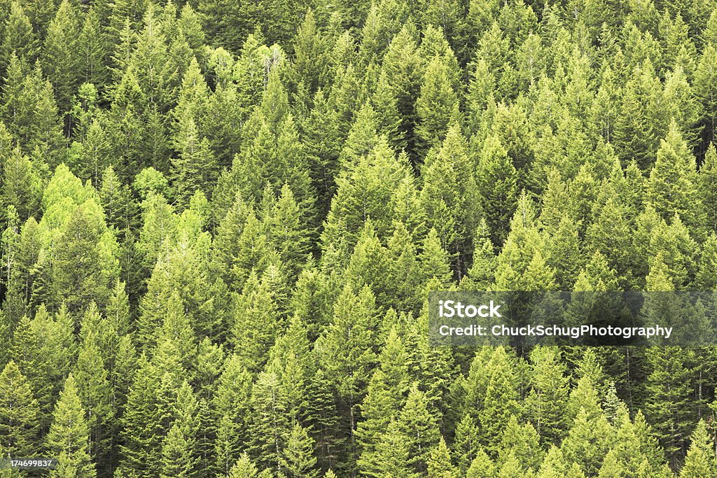 Хвойное лес Wilderness Горный - Стоковые фото Plant Type роялти-фри