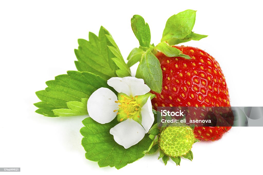 Frutos de vermelho Morango isolado - Royalty-free Flor Foto de stock