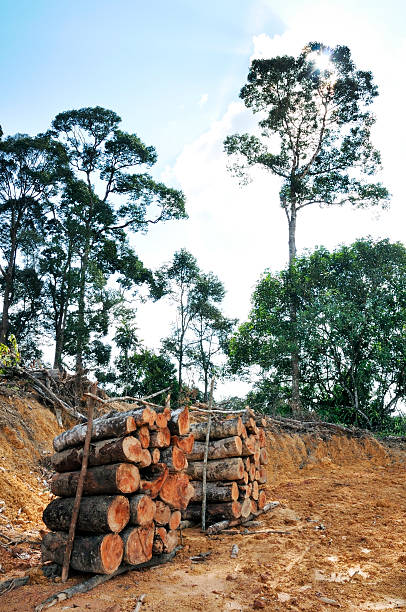 istock Stacks of freshly cut trees 174699932