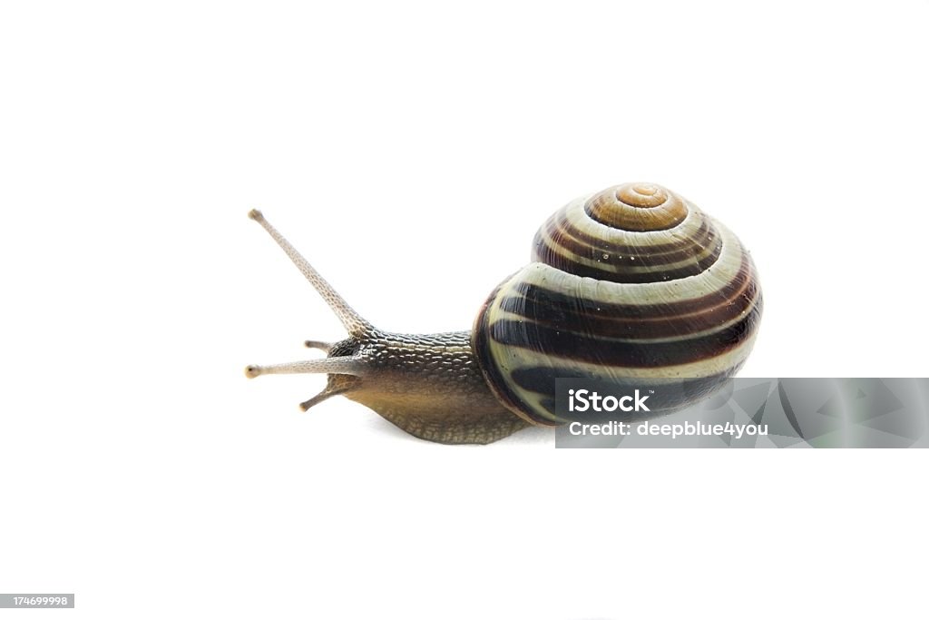 snail "snail, isolated on white" Activity Stock Photo