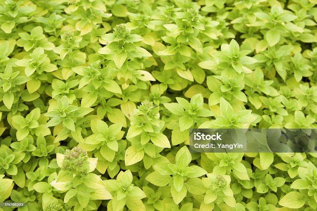 Nature Background—Golden Oregano Subject: Close-up natural texture of golden oregano leaves Oregano Stock Photo