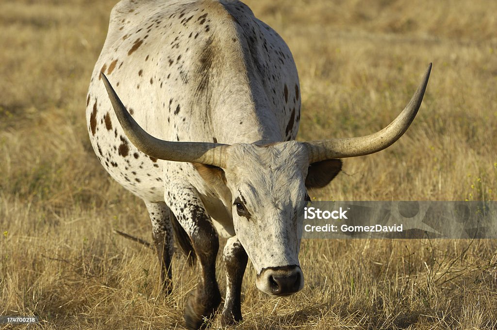 Una carga toro Longhorn de Texas - Foto de stock de Agresión libre de derechos