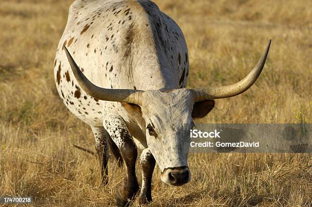 Una Carga Toro Longhorn De Texas Foto de stock y más banco de imágenes de Agresión - Agresión, Aire libre, Animal