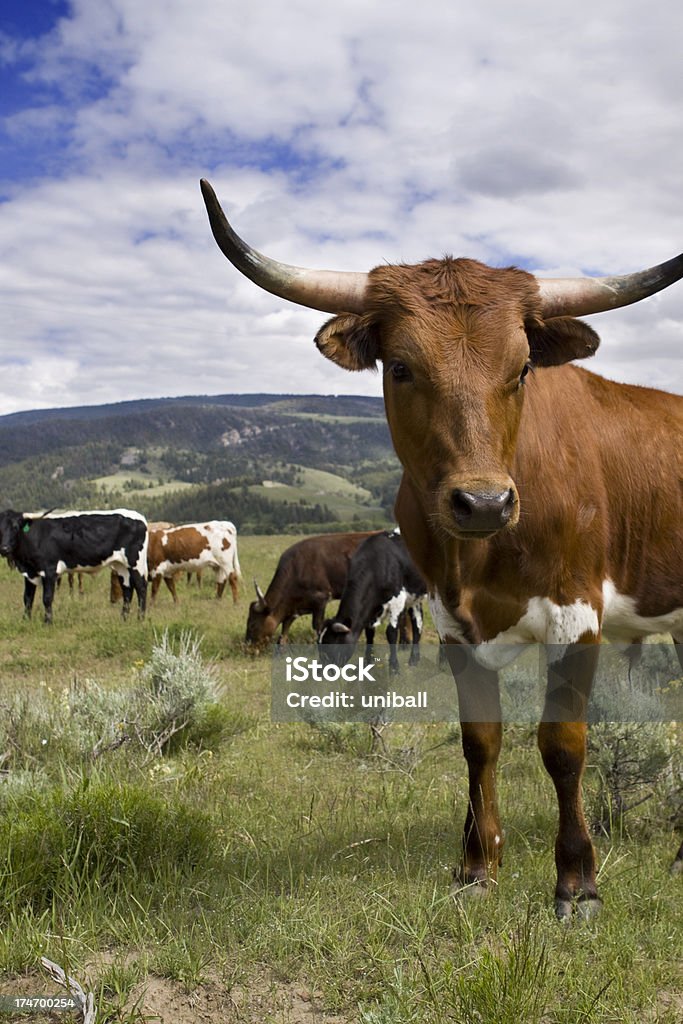 Steer in Wyoming Field of steer eating grass in wyoming. Texas Longhorn Cattle Stock Photo