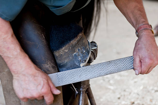 istock Farrier using a rasp on horse hoof and shoe 174700420