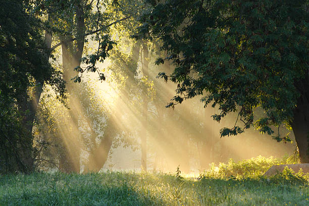 Sunbeams coming through trees in a forest stock photo