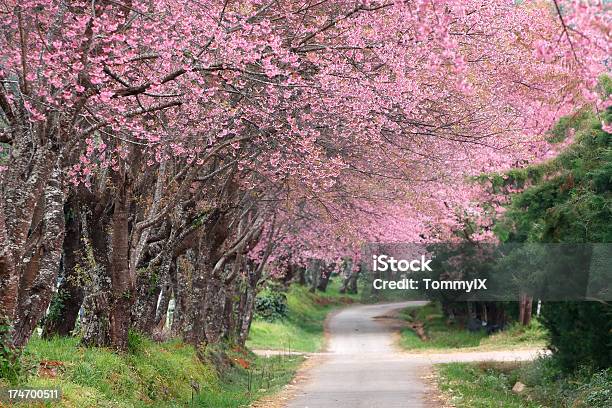 Розовый Street — стоковые фотографии и другие картинки Весна - Весна, Без людей, Ветвь - часть растения