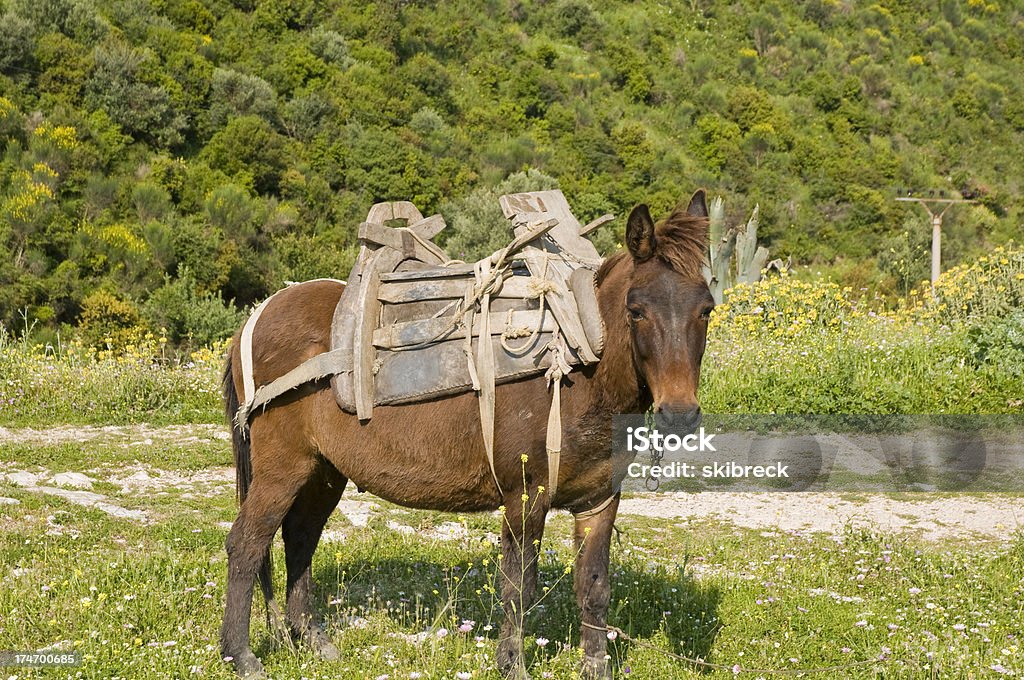 Muł z drewnianymi Siodło - Zbiór zdjęć royalty-free (Albania)