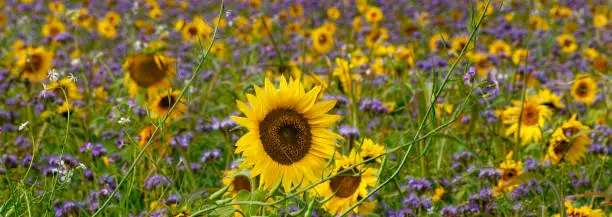 sunflowerfield with phacelia