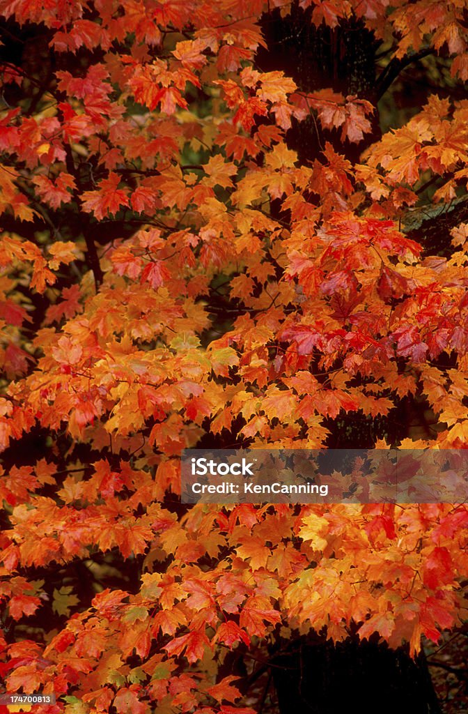 Acero autunno nel New England - Foto stock royalty-free di Acero