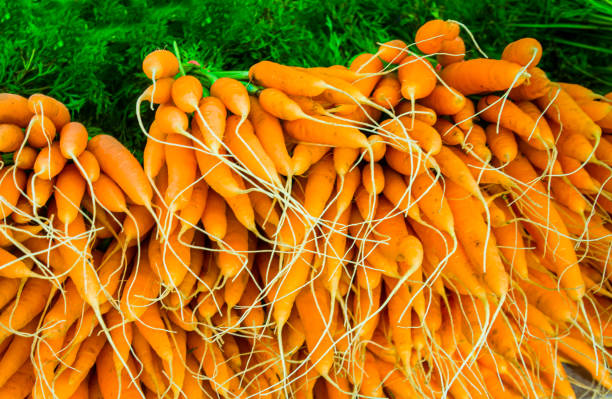 Vermont Carrots A stack of freshly picked organic carrots offered for sale at a Vermont farmers market. carotene stock pictures, royalty-free photos & images