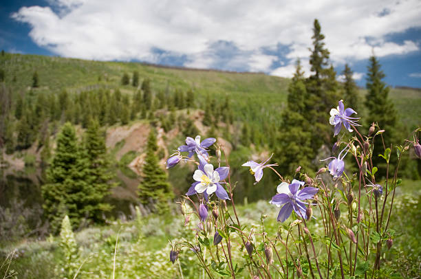 istock Columbine near a Lake 174701060