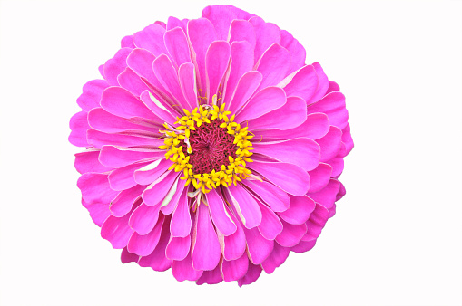 Pink zinnia isolated on white.  For more of my flowers (CLICK HERE)