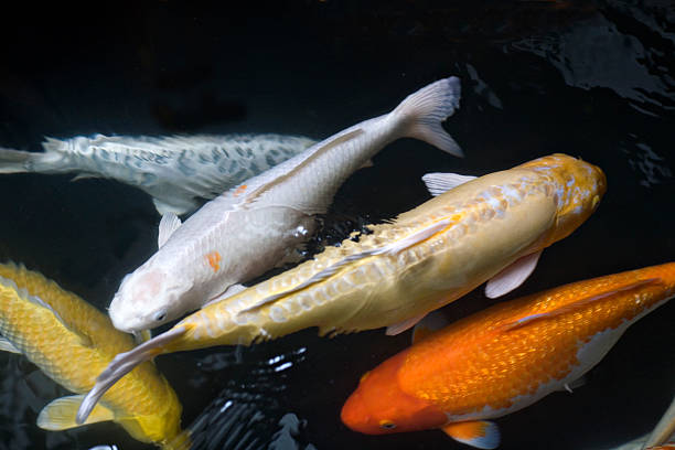 istock Close up Koi Carp swimming 174701244