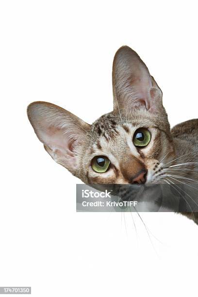 O Curioso Oriental Gato - Fotografias de stock e mais imagens de Shorthair Cat - Shorthair Cat, Curiosidade, Etnia asiática