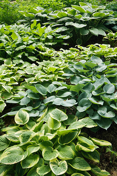 Subject: Shade Garden with Variety of Hostas.