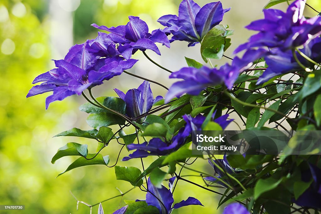 Clematis. - Foto de stock de Azul libre de derechos