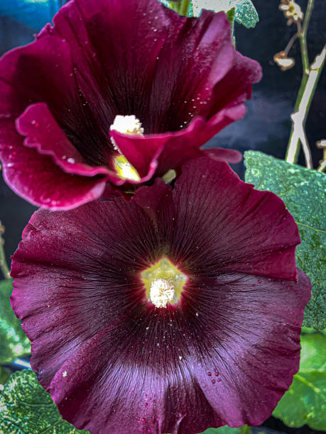 istock Purple hollyhock flowers close-up on a dark background 1747017581