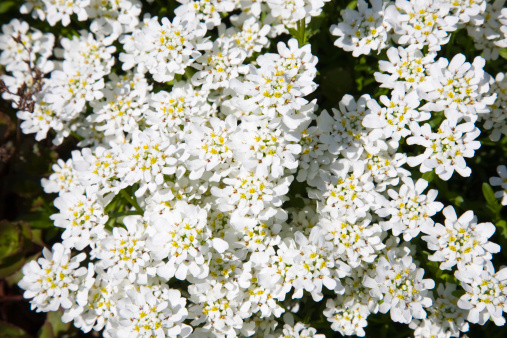 Massed white flowers.Please have a look at my Flower Lightbox:
