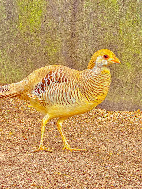 istock Pheasant standing on the ground in front of the wall. 1747018196