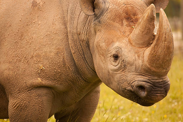 istock rhinoceros Horns 174701960
