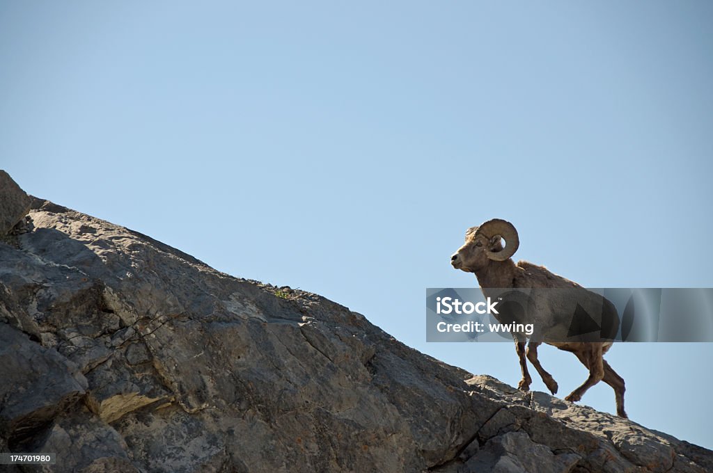 Ram pecore Bighorn - Foto stock royalty-free di Pecora dalle grandi corna