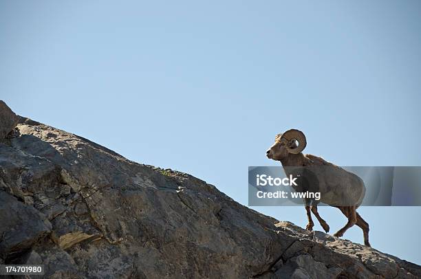 Ram Pecore Bighorn - Fotografie stock e altre immagini di Pecora dalle grandi corna - Pecora dalle grandi corna, Roccia, Montone