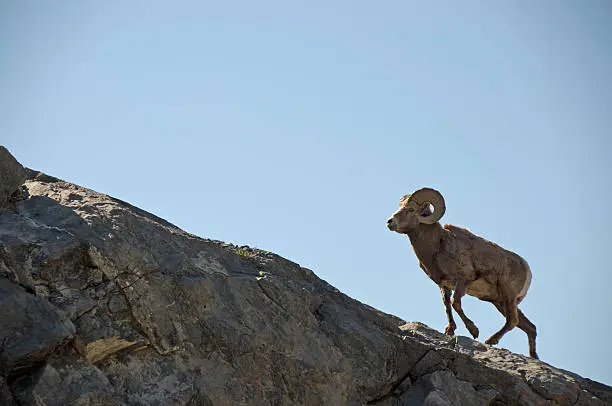 A bighorn sheep ram climbing a rocky ledge in the Rocky Mountains.