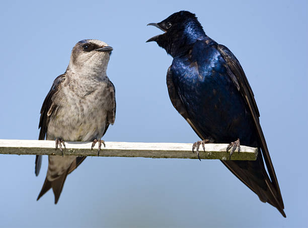 istock Purple Martin - Male & Female 174702392
