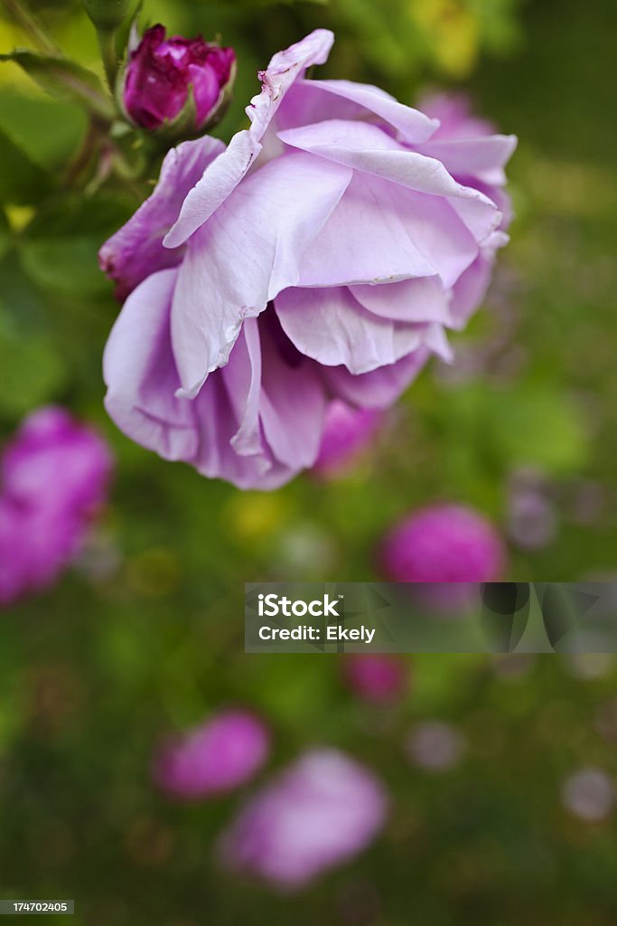 roses roses dans le jardin. - Photo de Rosier rugueux libre de droits