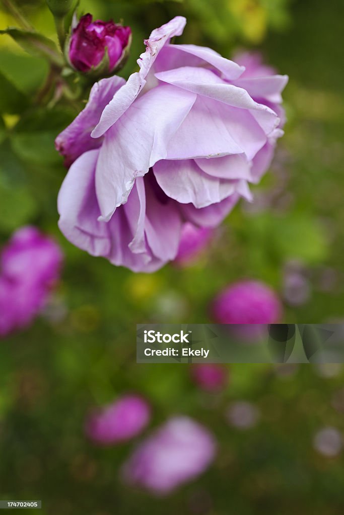Rosa rosas no jardim. - Royalty-free Rosa Rugosa Foto de stock
