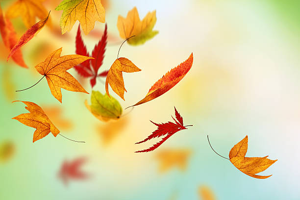 Photo of Colorful Autumn
