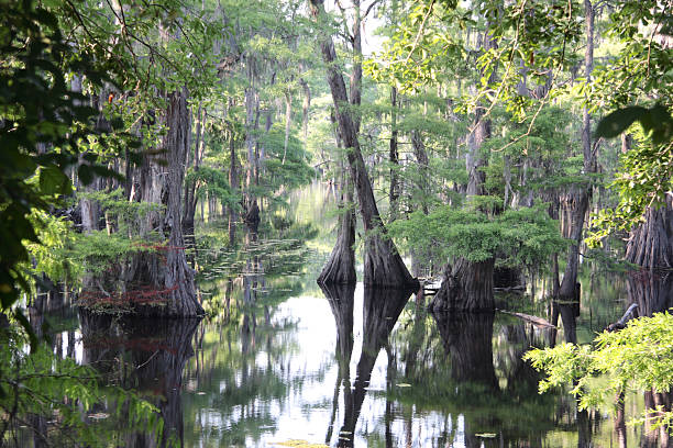istock Louisiana Cypress Swamp 174702740