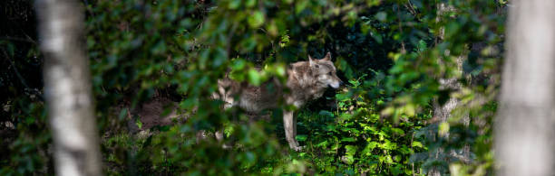istock a wolf in the nature panorama 1747029365