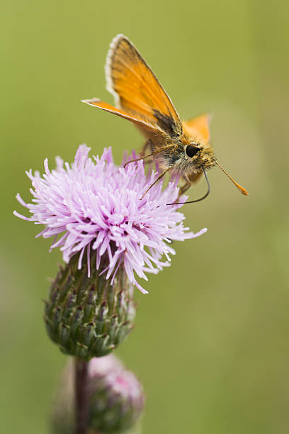 Small Skipper butterfly on thistle stock photo