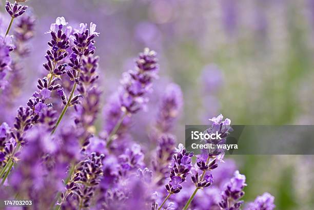 Lawendowy - zdjęcia stockowe i więcej obrazów Bez ludzi - Bez ludzi, Fotografika, Horyzontalny