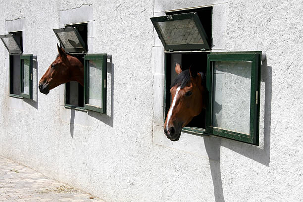 istock horses looking out the window 174703223
