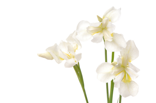 White Iris flowers on pure white background