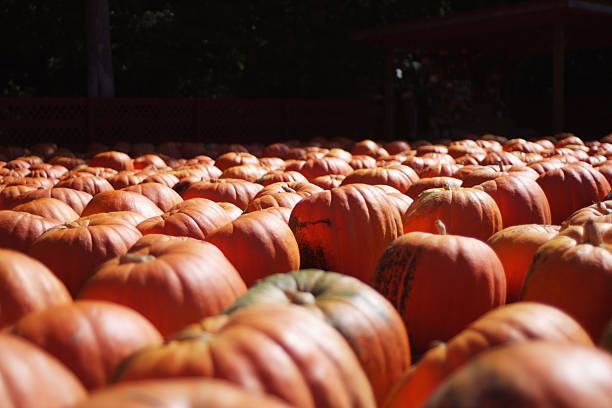 Orange Pumpkins en un parche de otoño - foto de stock