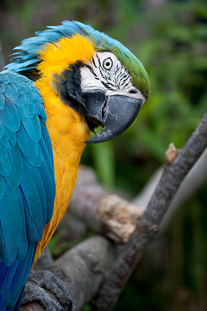 Blue and Yellow (Gold) Macaw stock photo