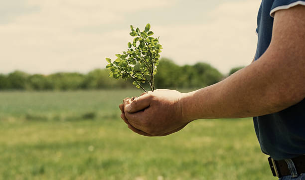 분재 및 맨 손 - development tree human hand bonsai tree 뉴스 사진 이미지