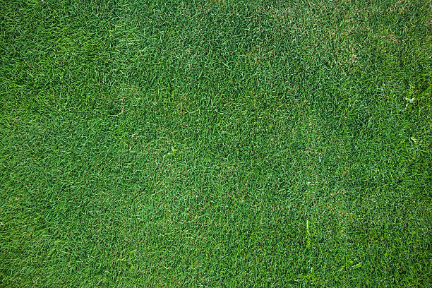 istock XXXL grass 174703819