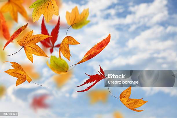 Fallen Von Den Himmel Stockfoto und mehr Bilder von Blatt - Pflanzenbestandteile - Blatt - Pflanzenbestandteile, Herbst, Wind