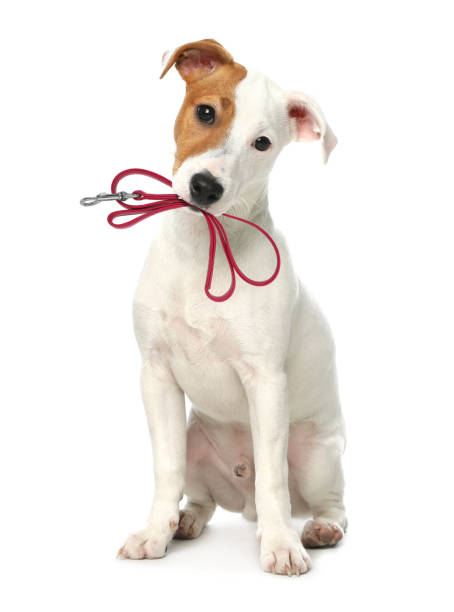 istock Cute Jack Russell Terrier holding leash in mouth on white background 1747046134