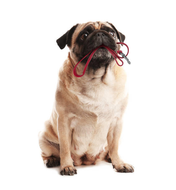 istock Cute pug dog holding leash in mouth on white background 1747046137