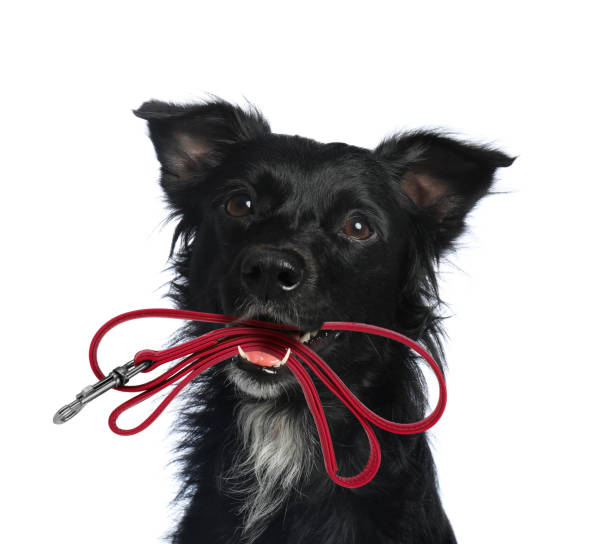 istock Cute dog holding leash in mouth on white background 1747046141