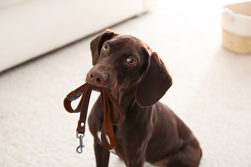 Adorable brown German Shorthaired Pointer dog holding leash in mouth indoors